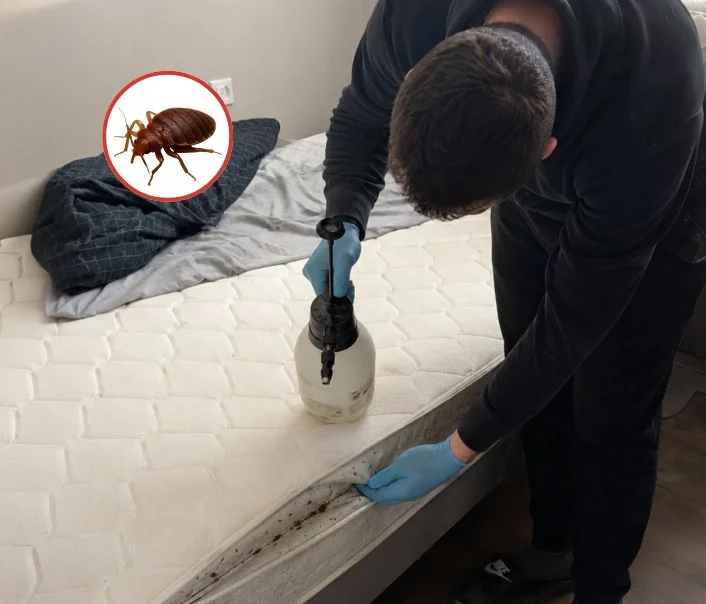 Technicien traitant un matelas contre les punaises de lit à Le Chesnay-Rocquencourt